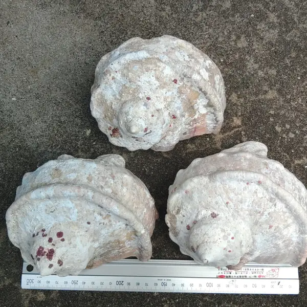 夜光贝贝壳三个一组约 700g、760g、770g 以 2600 日元成交_樱花直邮